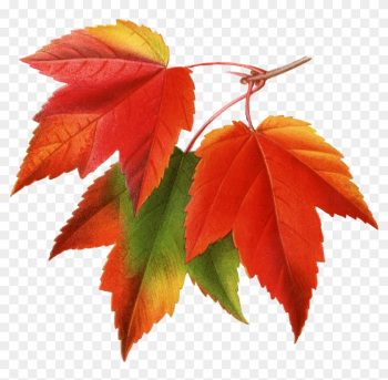 Canada Japanese Maple Red Maple Maple Leaf Clip Art - Maple Leaf Botanical Illustration Canada Japanese Maple Red Maple Maple Leaf Clip Art - Maple Leaf Botanical Illustration