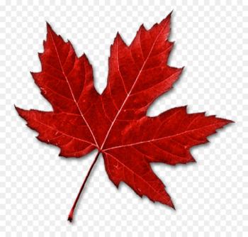 Canada Maple leaf Clip art - Canada 