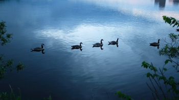 Canadian Geese Swim On Pond Canadian Geese Swim On Pond