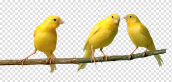 Canary png 3 » PNG Image Canary png 3 » PNG Image