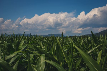 Cane Sugar Fields Under Bright Blue Sky Cane Sugar Fields Under Bright Blue Sky
