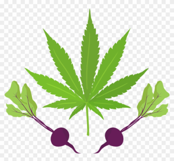 Cannabeets - Marijuana Used For Medical Purposes
