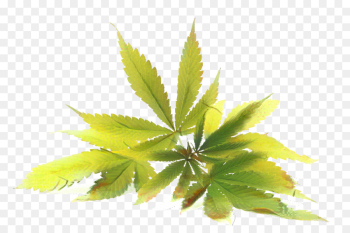 Cannabidiol, Cannabis, Tetrahydrocannabinol, Leaf, Plant PNG Cannabidiol, Cannabis, Tetrahydrocannabinol, Leaf, Plant PNG