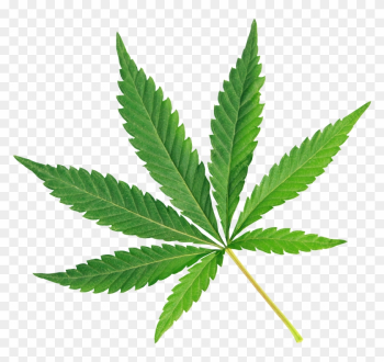 Cannabis And Rain Forest Cbd - Marijuana Leaf White Background