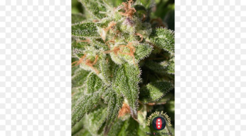 Cannabis Cannabidiol Seed Marijuana Head shop - cannabis Cannabis Cannabidiol Seed Marijuana Head shop - cannabis