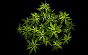 Cannabis Desktop High-definition video High-definition television Hemp, cannabis transparent background PNG clipart
