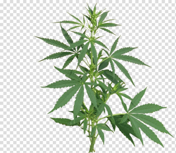 Cannabis illustration, Medical cannabis Cannabis sativa Cannabis cultivation Legality of cannabis, cannabis transparent background PNG clipart
