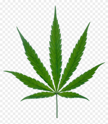 Cannabis Leaf