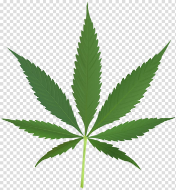 Cannabis leaf illustration, Cannabis sativa Marijuana Legality of cannabis Cannabis smoking, weed transparent background PNG clipart