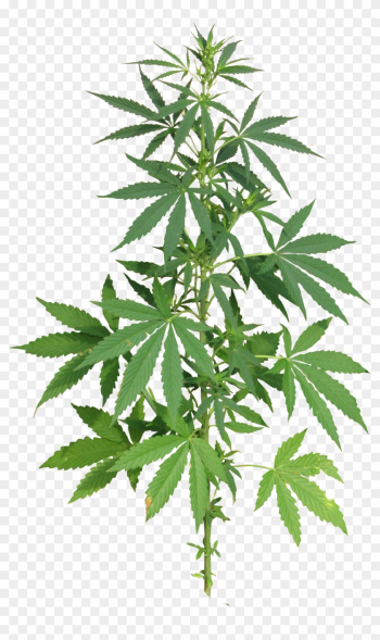 Cannabis Leafs Clip Art - Cannabis Png