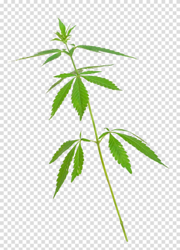 Cannabis Marijuana Hashish, Cannabis leaves transparent background PNG clipart Cannabis Marijuana Hashish, Cannabis leaves transparent background PNG clipart