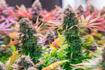 Cannabis Plantation Cannabis Plantation