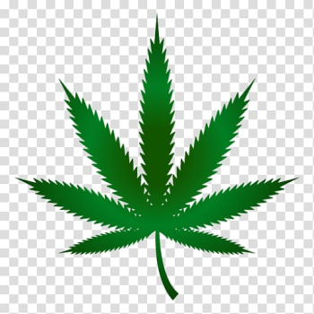 Cannabis ruderalis Cannabis cultivation Leaf Marijuana, cannabis transparent background PNG clipart