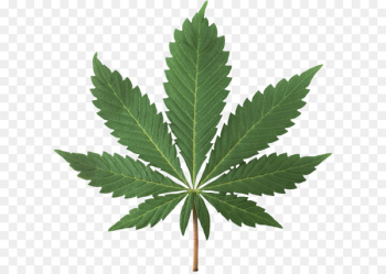 Cannabis sativa Cannabis smoking Cannabis ruderalis Marijuana - Cannabis PNG 