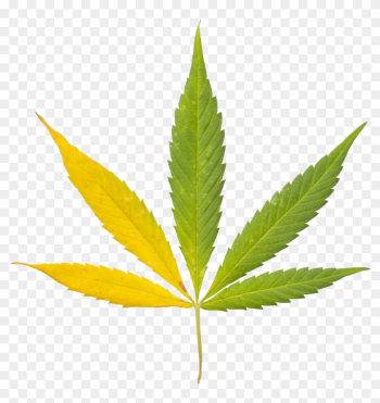 Cannabis Sativa Leaf Bong Clip Art - Cannabis Leaf 3d Model Cannabis Sativa Leaf Bong Clip Art - Cannabis Leaf 3d Model