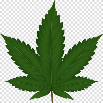 Cannabis sativa Leaf , Cannabis transparent background PNG clipart