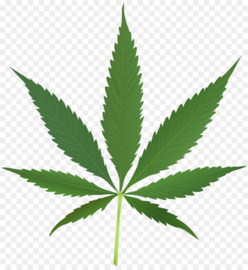 Cannabis sativa Marijuana Legality of cannabis Cannabis smoking - weed 
