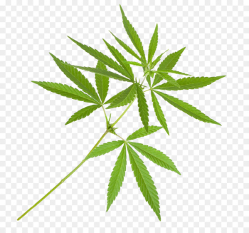 Cannabis sativa Marijuana Plant Cannabis cultivation - Indian cannabis leaves 