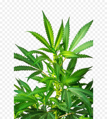 Cannabis sativa Marijuana Stock photography - Indian cannabis close-up 