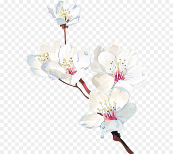 Cape jasmine Flower Plant - White Pear 