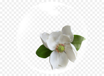 Cape jasmine Flower White - Bubble Flowers 
