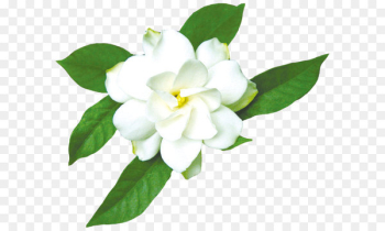 Cape jasmine Gardenia taitensis - Jasmine White Cape jasmine Gardenia taitensis - Jasmine White