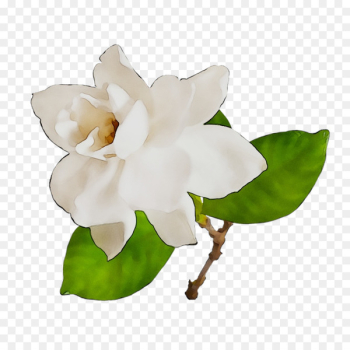 Cape jasmine Image Vector graphics Gardenia thunbergia Stock photography -  