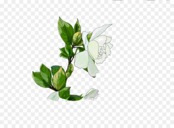 Cape jasmine Plants Painting Image Drawing - dd 