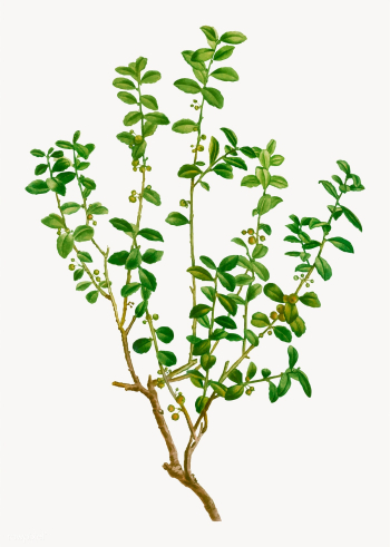 Cape myrtle plant | Free stock vector - 568271 Cape myrtle plant | Free stock vector - 568271