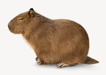 Capybara isolated on white, real | Free PSD - rawpixel Capybara isolated on white, real | Free PSD - rawpixel