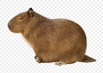 Capybara png clipart, wildlife, transparent | Free PNG - rawpixel