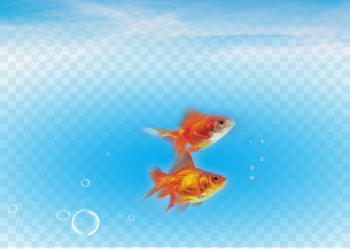 Carassius auratus Fish Sea Water - Fish in the sea Carassius auratus Fish Sea Water - Fish in the sea