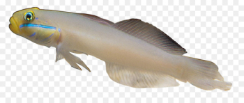 Carassius auratus Fish Sea - White fish 