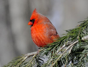Cardinal in Spruce Tree.jpg Cardinal in Spruce Tree.jpg