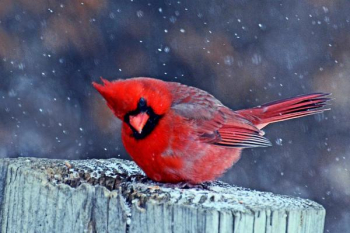 Cardinal in the Snow.jpg Cardinal in the Snow.jpg