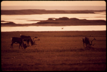 Caribou Graze near the Sagavanirktok | Free Photo - rawpixel Caribou Graze near the Sagavanirktok | Free Photo - rawpixel