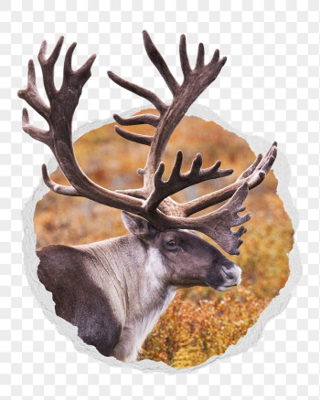 Caribou png sticker, wildlife photo | Free PNG - rawpixel Caribou png sticker, wildlife photo | Free PNG - rawpixel