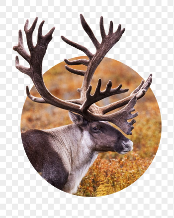 Caribou png sticker, wildlife photo | Free PNG - rawpixel Caribou png sticker, wildlife photo | Free PNG - rawpixel