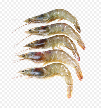 Caridea Giant freshwater prawn Shrimp Seafood - Fresh shrimp Caridea Giant freshwater prawn Shrimp Seafood - Fresh shrimp