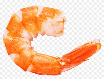 Caridea Prawn Shrimp Euclidean Vector - Shrimp Png Caridea Prawn Shrimp Euclidean Vector - Shrimp Png