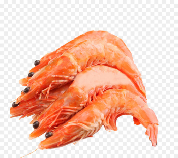Caridea Prawn Shrimp Seafood - Fish and lobster image 