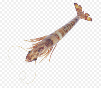 Caridea Seafood Crab Shrimp Palinurus elephas - Bamboo shrimp seafood 