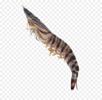 Caridea Tiger Seafood Shrimp Palinurus - Seafood tiger prawns 