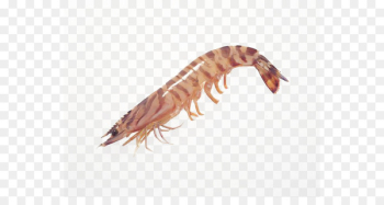Caridea Whiteleg shrimp Chinese white shrimp Seafood - New Shrimp 