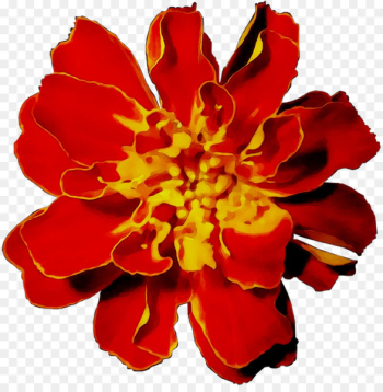 Carnation Annual plant Herbaceous plant Cut flowers - Carnation Annual plant Herbaceous plant Cut flowers -