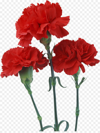 Carnation Birth flower Red Seed - gazania 