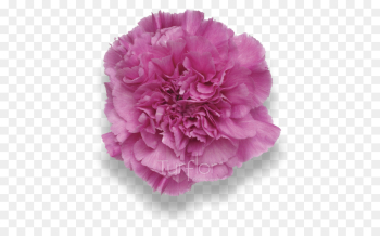 Carnation, Cabbage Rose, Flower, Pink, Petal PNG