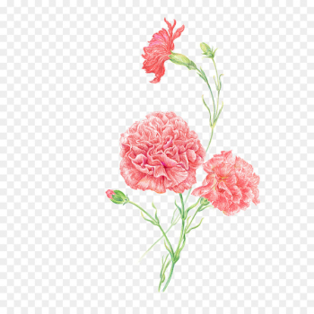 Carnation Clip Art Women Flower Image - sketch of carnation 