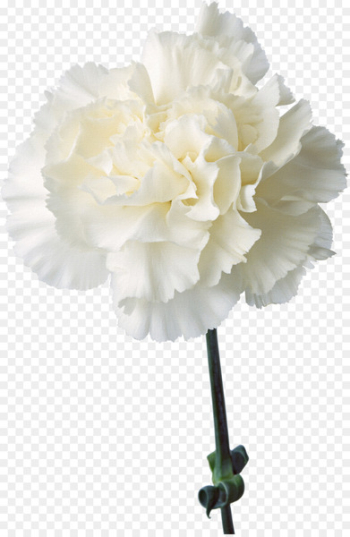 Carnation Cut flowers Birth flower Plant - Floral design elements with flowers,White carnations 