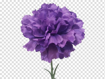 Carnation Cut flowers Violet Artificial flower, CARNATION transparent background PNG clipart